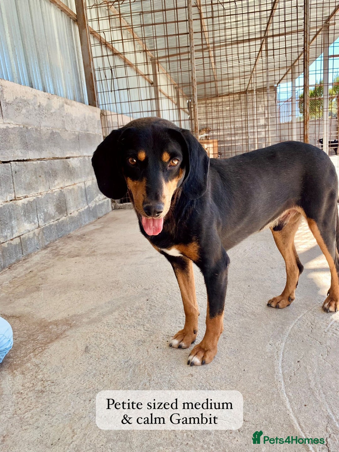 Mixed Breed dogs for adoption: Gambit, 5 yrs approx. Available for adoption. - Image 13