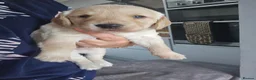 Mixed Breed dogs for sale: 9 beautiful Beagador/minituare poodle puppies - Advert 9