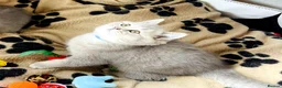 British Shorthair cats for sale: A Girl Available- GCCF/TICA British Shorthair  - Advert 35