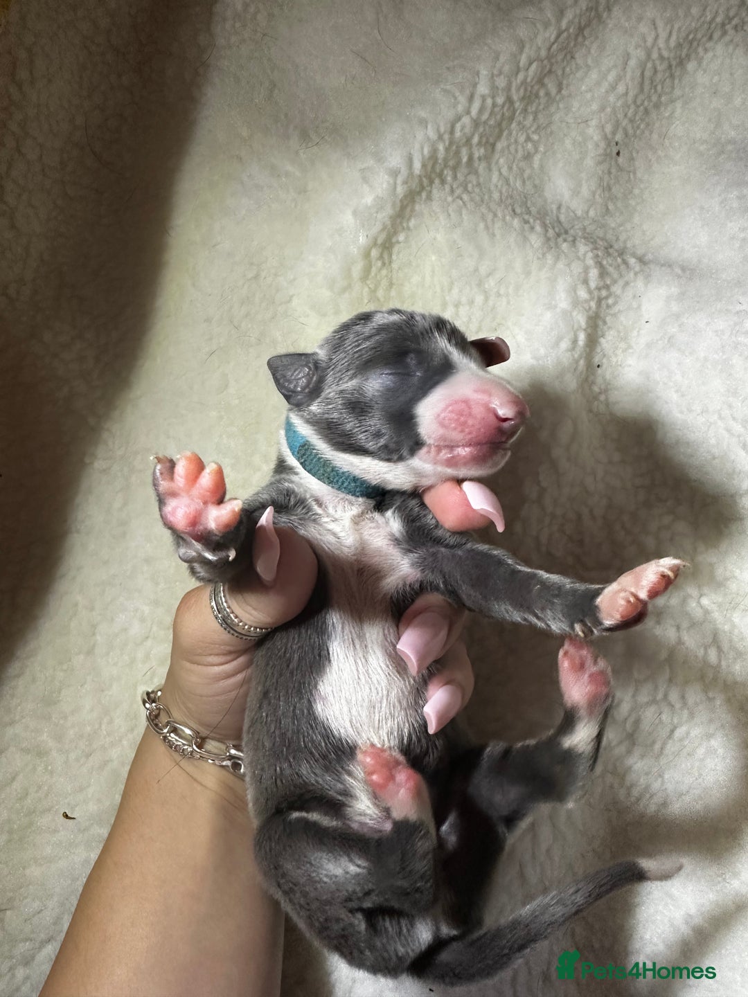 Whippet dogs for sale: Pedigree Purebred Blue and Two Toned Whippets - Image 9