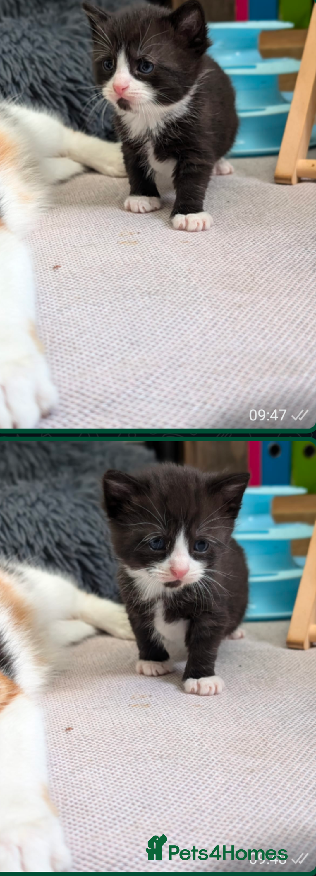 Mixed Breed cats for sale: Healthy kittens - READY NOW ( 8 weeks old )  - Image 16