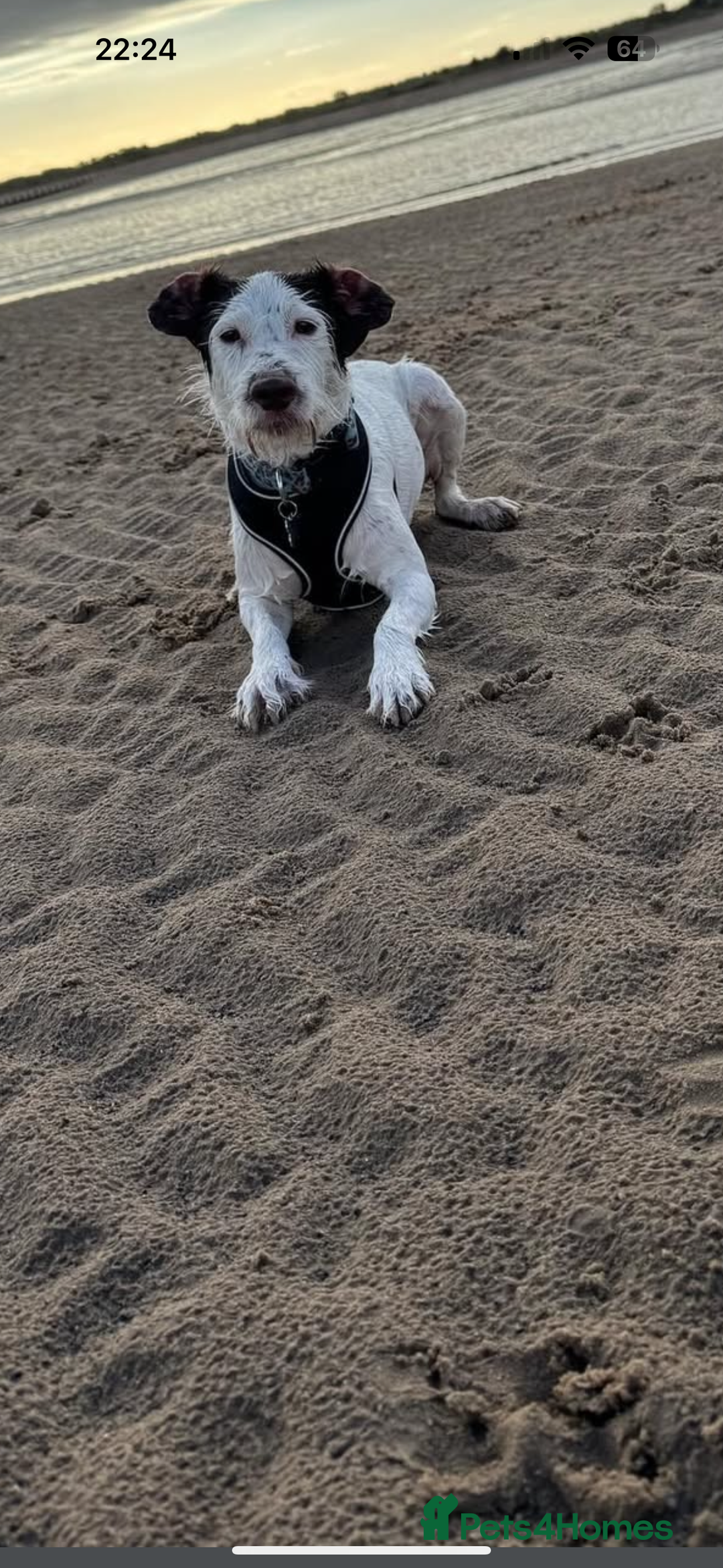 Mixed Breed dogs for sale: Beautiful boy needs a new home asap!  - Advert 4