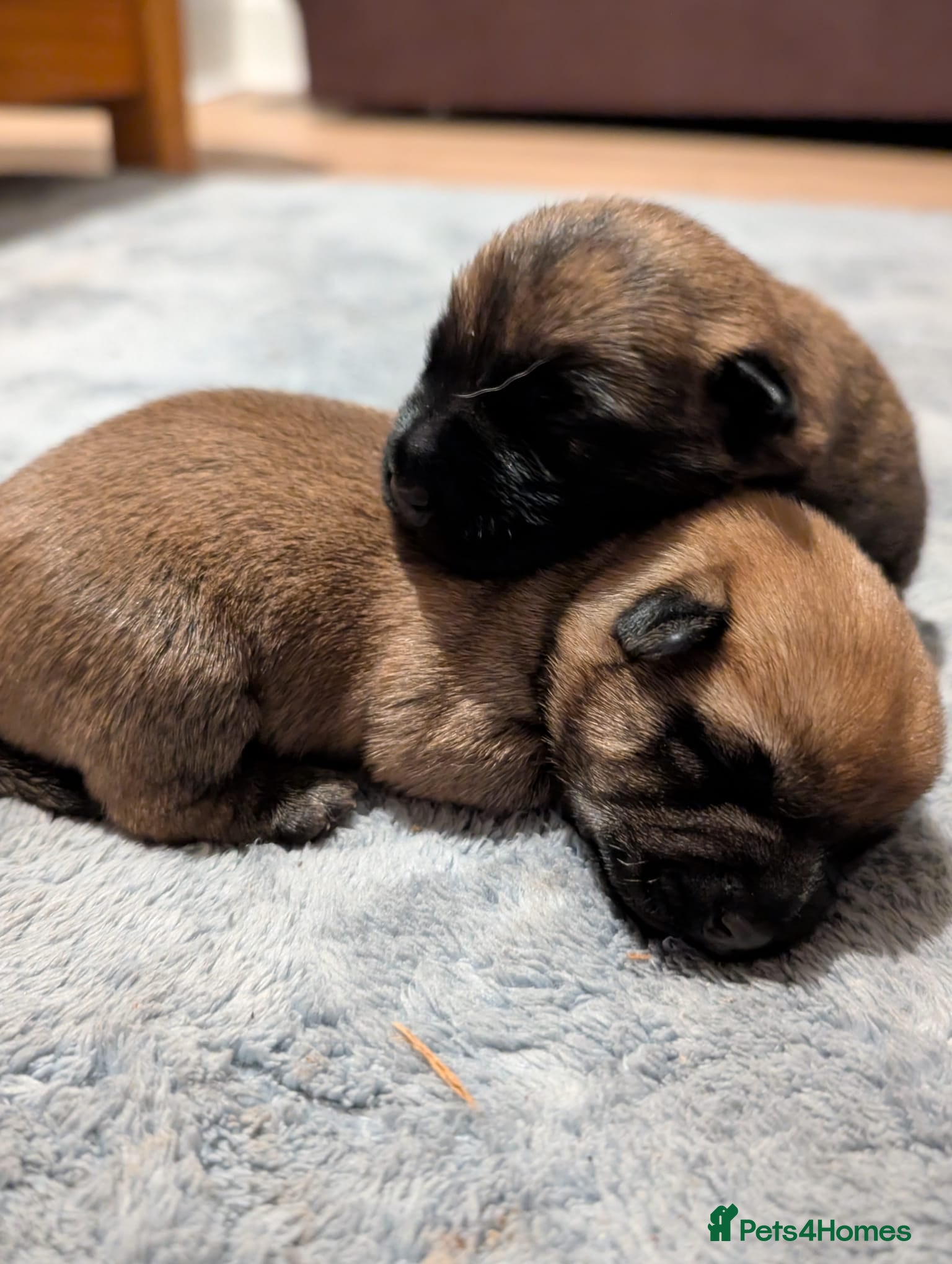 Cairn Terrier dogs Only 1 gorgeous girl remaining!  - Advert 1