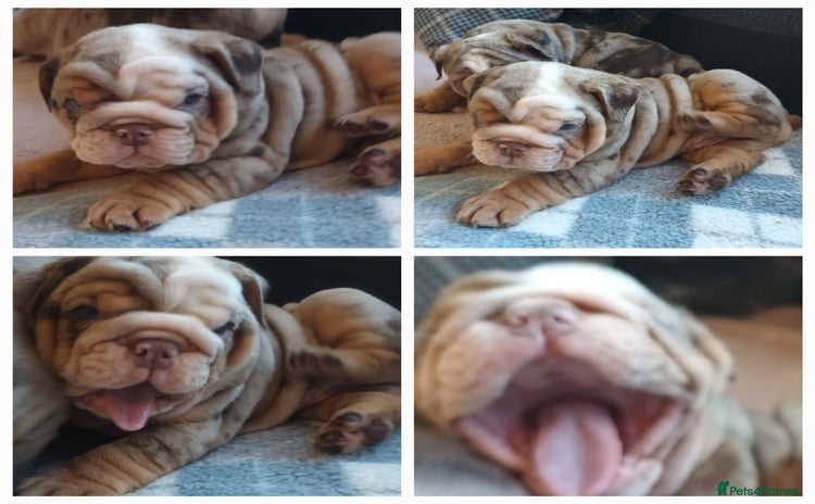 English Bulldog dogs - Advert 10