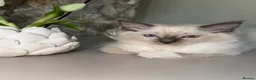 Ragdoll cats for sale:     Family Raised Ragdoll Kittens🐈‍⬛💕 - Advert 4