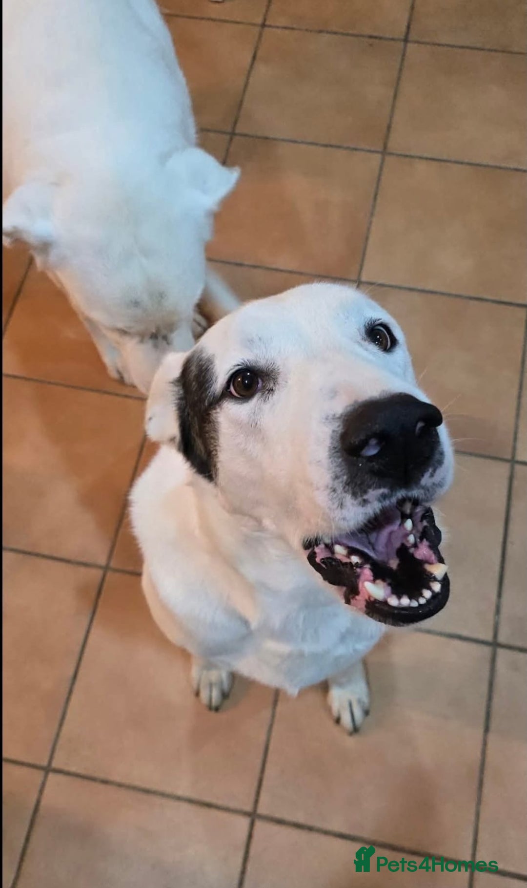 Mixed Breed dogs for adoption: Very Urgent Foster - Advert 2