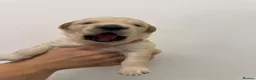 Golden Retriever dogs for sale: KC Registered Golden Retriever Puppies  - Advert 5