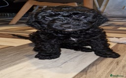 Cockapoo dogs for sale: F2 cockapoo puppies - Image 19