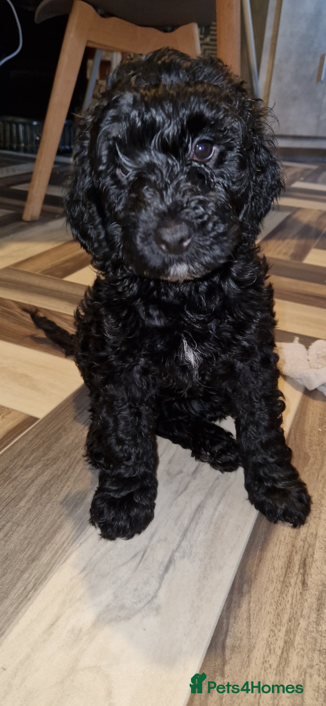 Cockapoo dogs for sale: F2 cockapoo puppies - Image 19