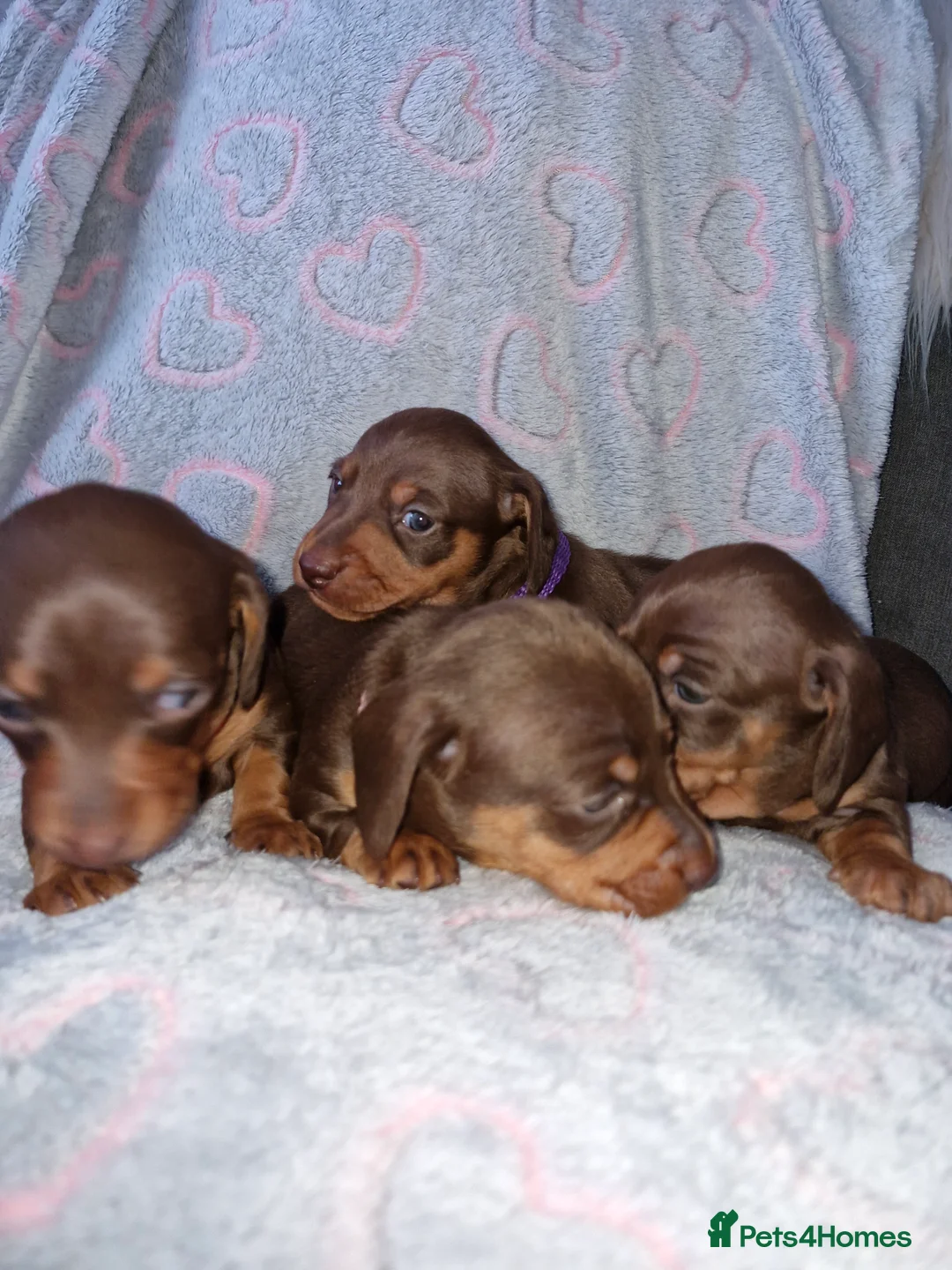 Dachshund dogs for sale: Miniature dashound  - Advert 11