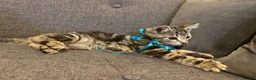 Mixed Breed cats for sale: Gorgeous healthy kitten looking for a loving home  - Advert 6
