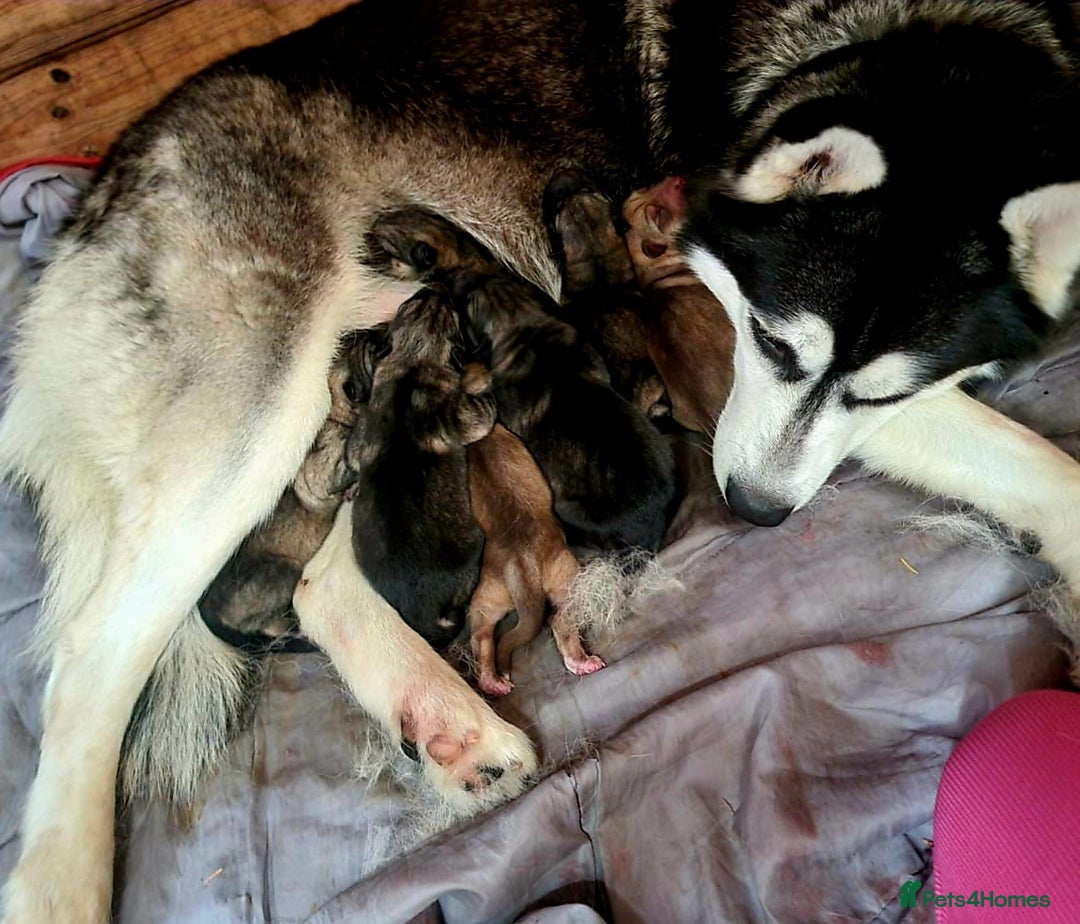 Shepsky dogs for sale: Beautiful chunky litter of shepsky pups - Image 9