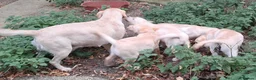 Labrador Retriever dogs for sale: KC reg, robust Labrador puppies. Fully inocs. - Advert 10