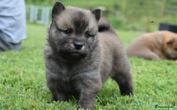 Siberian Husky dogs for sale: Beautiful Chowski puppies  - Image 23