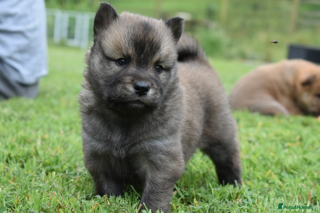 Siberian Husky dogs for sale: Beautiful Chowski puppies  - Image 23