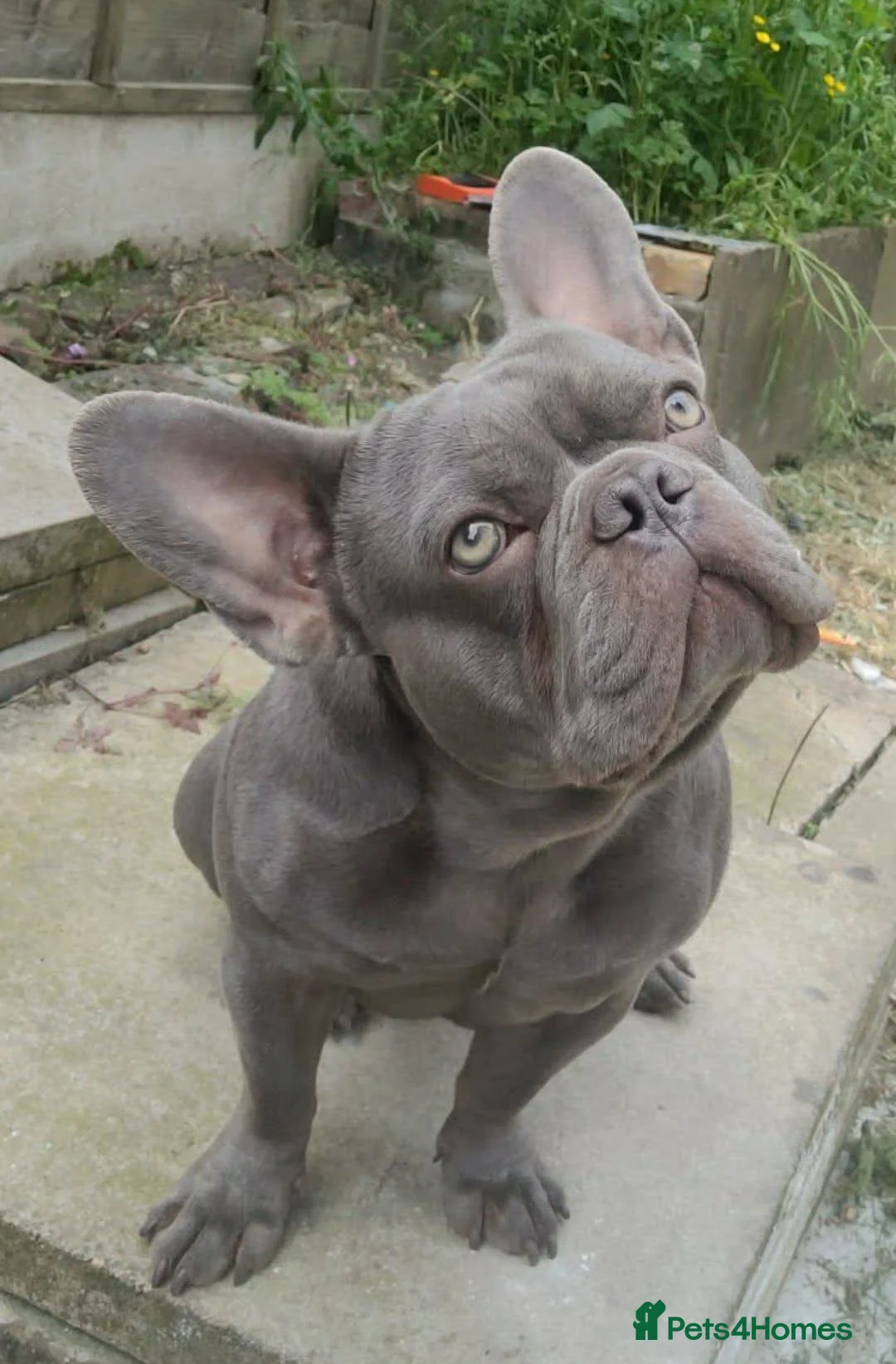 French Bulldog dogs for stud: COLLAR BLUE BULLDOG - Advert 4