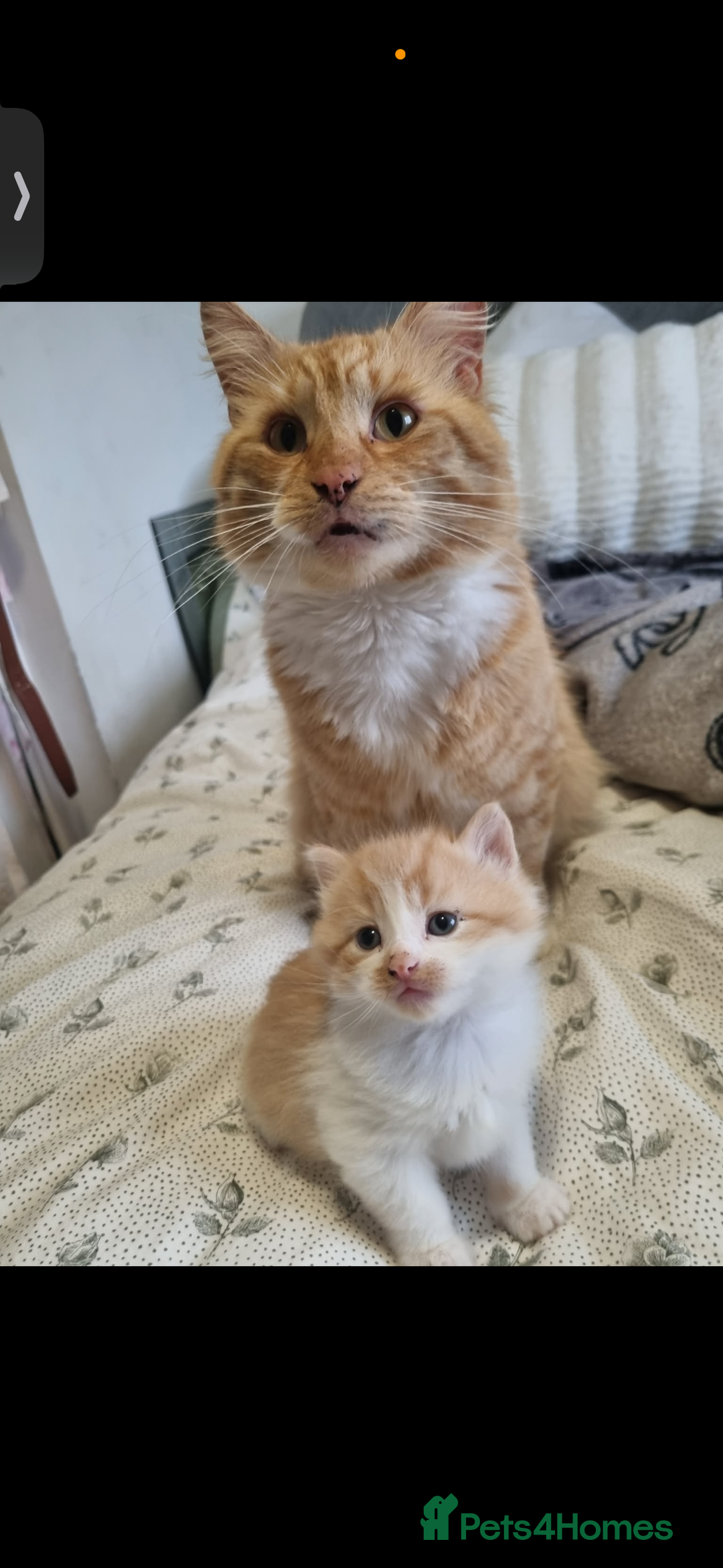 Mixed Breed cats for sale: 4 Kittens for sale - Advert 4