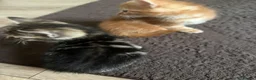 Mixed Breed cats for sale: 7 beautiful kittens  - Advert 9