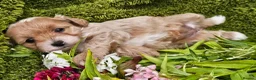 Maltipoo dogs for sale: Stunning red maltipoos - Advert 9