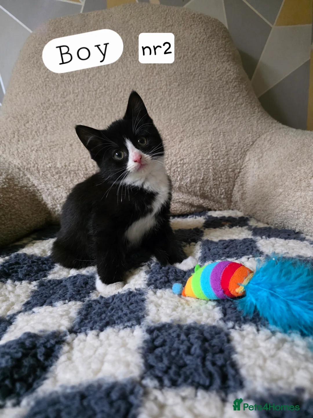 Mixed Breed cats for sale: Kittens for sale! - Advert 4