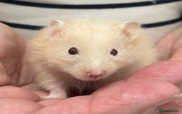 Hamster rodents for sale: Baby Syrian hamsters from show stock  - Image 26