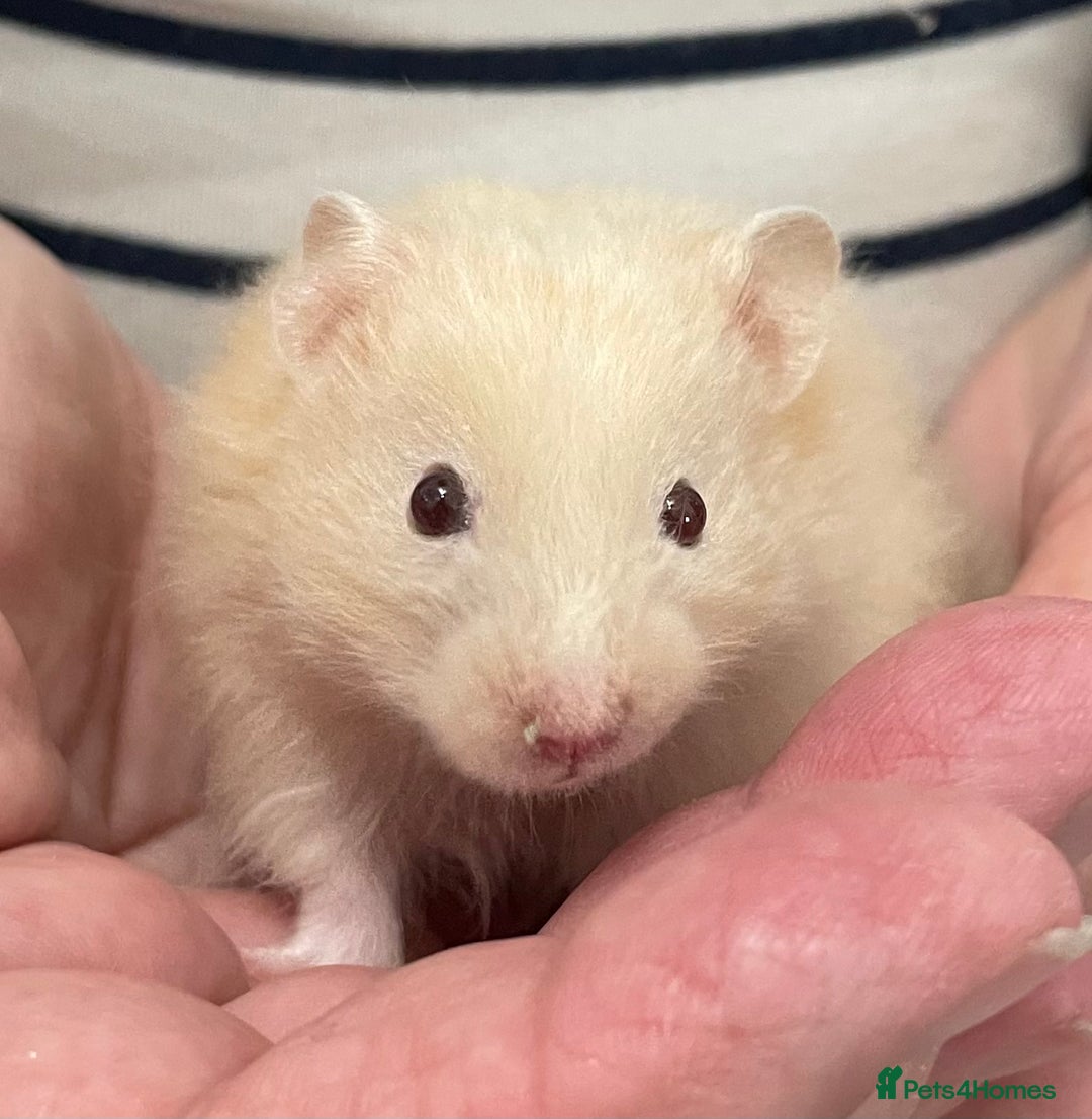 Hamster rodents for sale: Baby Syrian hamsters from show stock  - Image 26