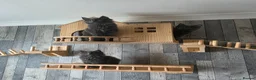 Maine Coon cats for sale: PURE MAINE COON - Advert 4