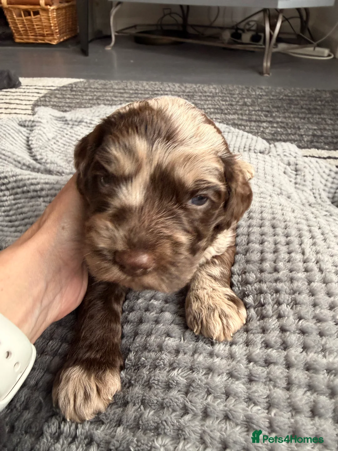 Sproodle dogs for sale: Stunning litre Merle Sproodle puppies 3 weeks old  - Advert 18
