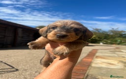 Dachshund dogs for sale: Standard Wire hair Pups available!! - Image 22