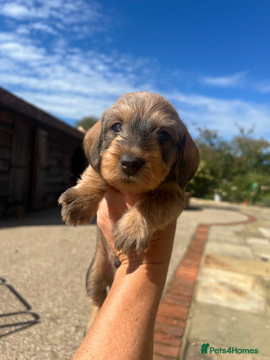 Dachshund dogs for sale: Standard Wire hair Pups available!! - Image 22