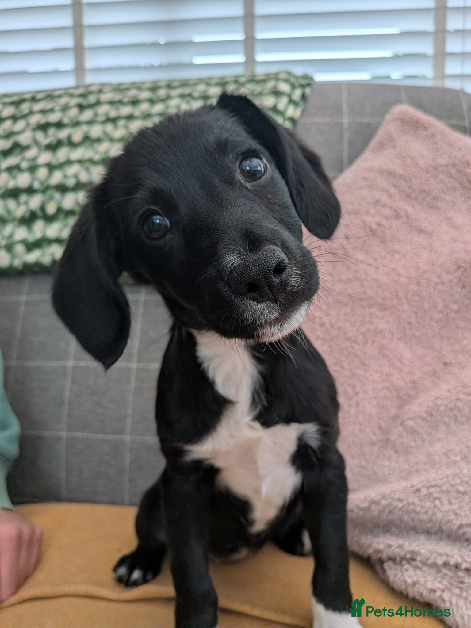 Mixed Breed dogs Border Collie X cocker spaniel pup  - Advert 3