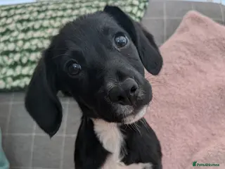 Mixed Breed dogs Border Collie X cocker spaniel pup - Advert 3