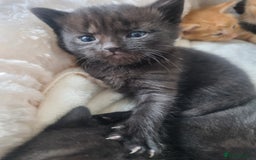 Mixed Breed cats for sale: Mixed tortoiseshell/British short-hair  - Image 14