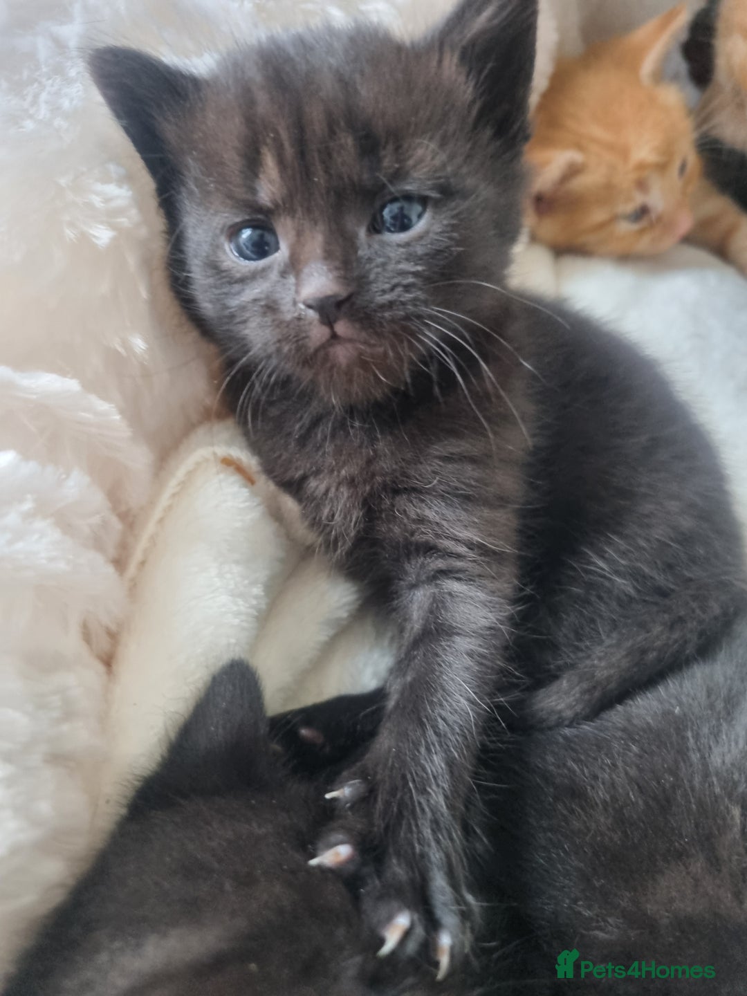 Mixed Breed cats for sale: Mixed tortoiseshell/British short-hair  - Image 14