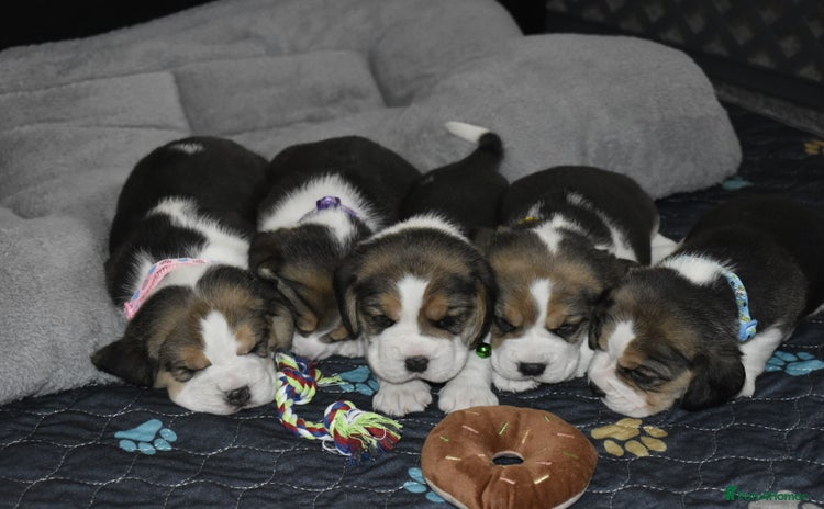 Beagle dogs - Advert 3