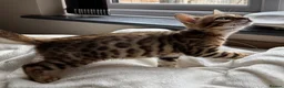Bengal cats for sale: Pedigree SBT Male Bengal kitten - Advert 3