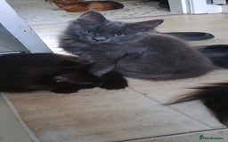Maine Coon cats for sale: Maine coons  - Image 1