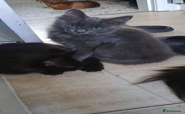 Maine Coon cats - Advert 1