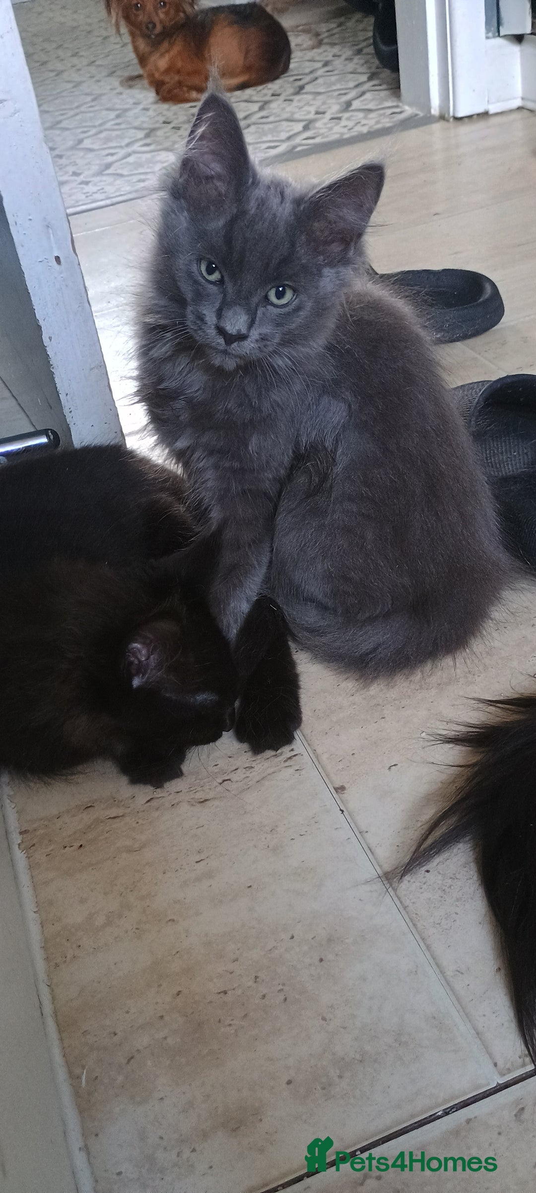 Maine Coon cats for sale: Maine coons  - Image 1