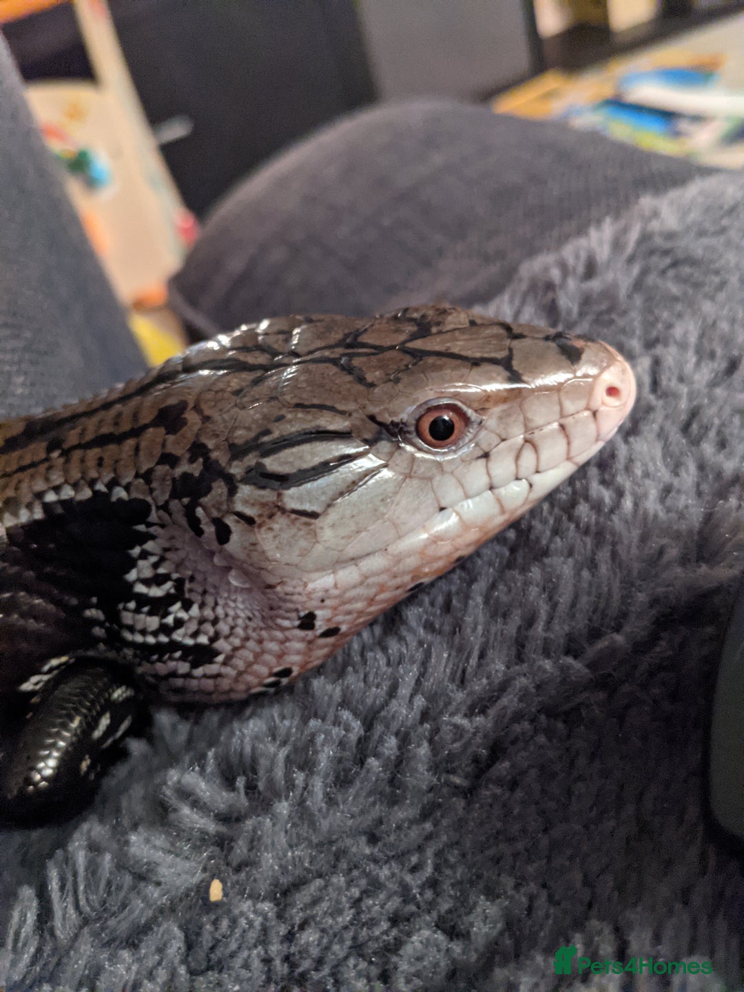 Skink reptiles for sale: Merauke (Indonesian) Blue Tongue Skink - Advert 1