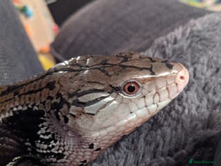 Skink reptiles Merauke (Indonesian) Blue Tongue Skink - Advert 3
