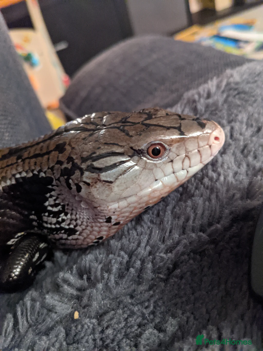 Skink reptiles for sale: Merauke (Indonesian) Blue Tongue Skink - Advert 1