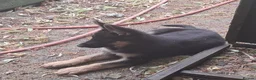 German Shepherd dogs for sale: Flat backed, German Shepherd puppies, DNA DM clear - Advert 15