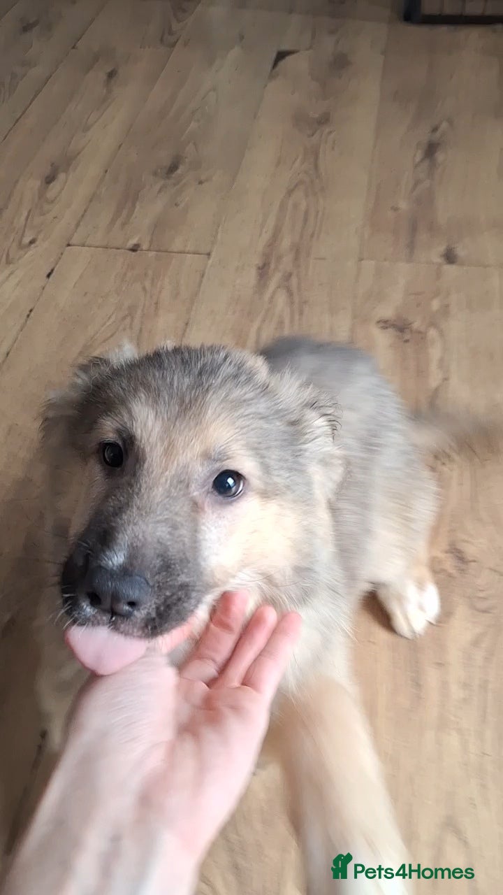 Mixed Breed dogs Shollie Pups - Advert 2