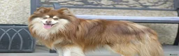 Pomsky dogs for stud:  Reggie the F3 pomsky for stud  - Advert 1