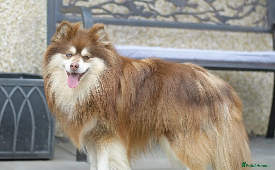 Pomsky dogs for stud:  Reggie the F3 pomsky for stud  - Advert 1