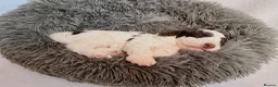 Goldendoodle dogs for sale: Gorgeous Double Doodle Boys - Advert 5