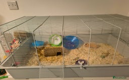 Hamster rodents for sale: Syrian hamster and cage set up - Image 2