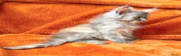 Maine Coon cats for sale: Maine coon kittens READY NOW  - Advert 7