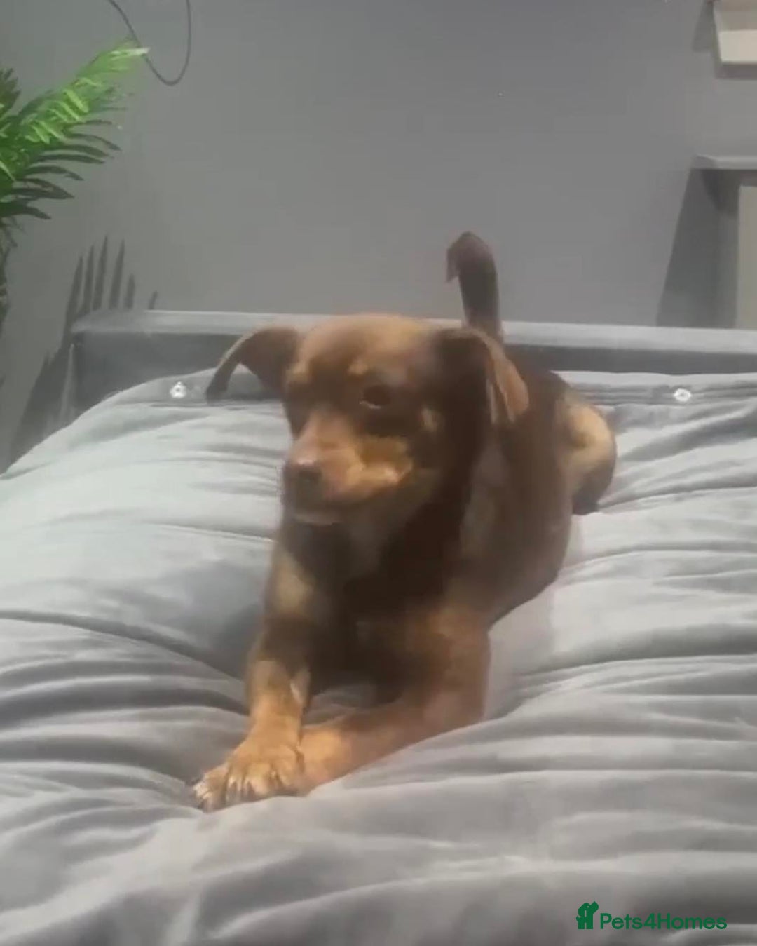 Mixed Breed dogs for adoption: Cuddly Clemmy - Advert 2